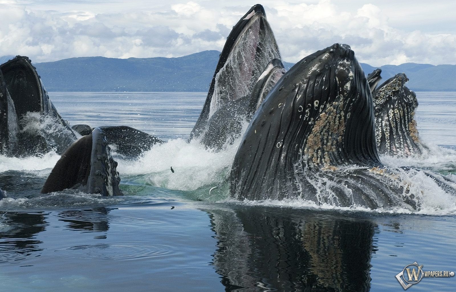Горбатый кит 1600x1024