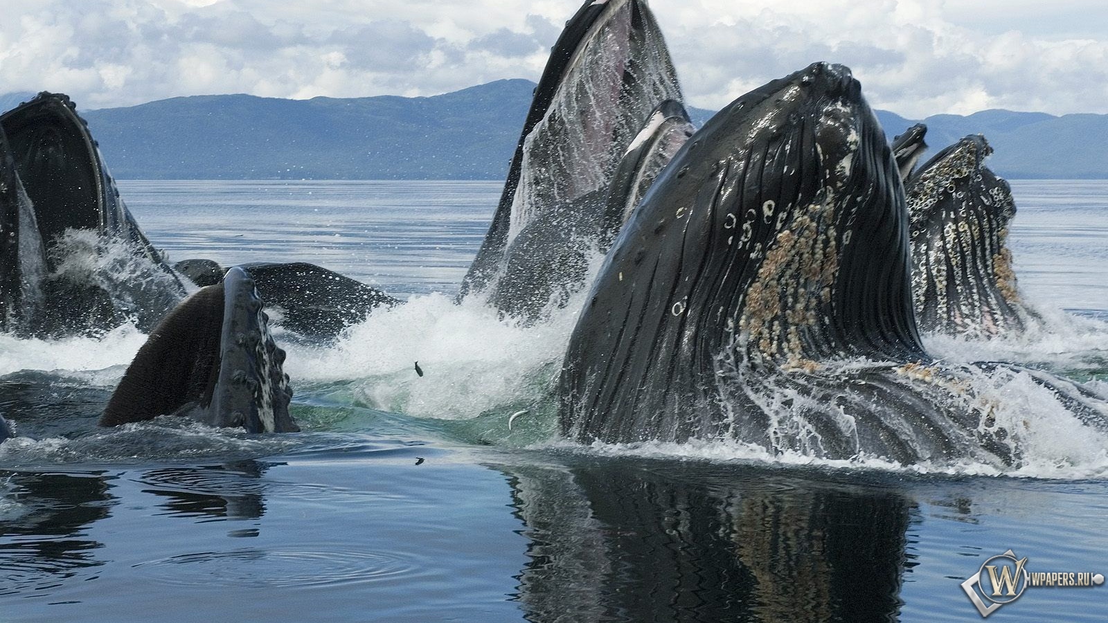Горбатый кит 1600x900