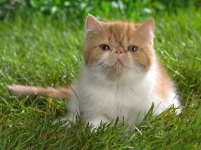 Обои Кот в траве: Кот, Трава, Животные