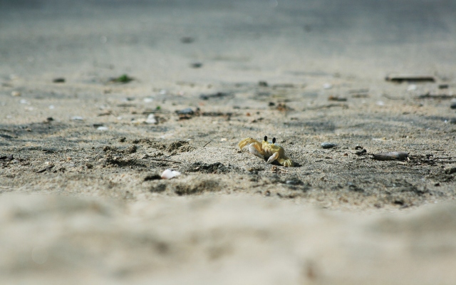 Краб в песке