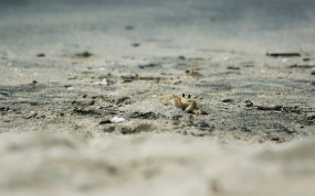 Обои Краб в песке: Пляж, Песок, Краб, Животные