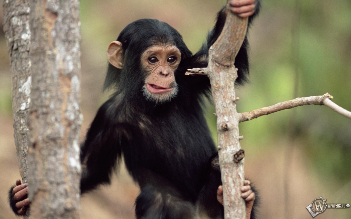 Шимпанзе на дереве 1440x900
