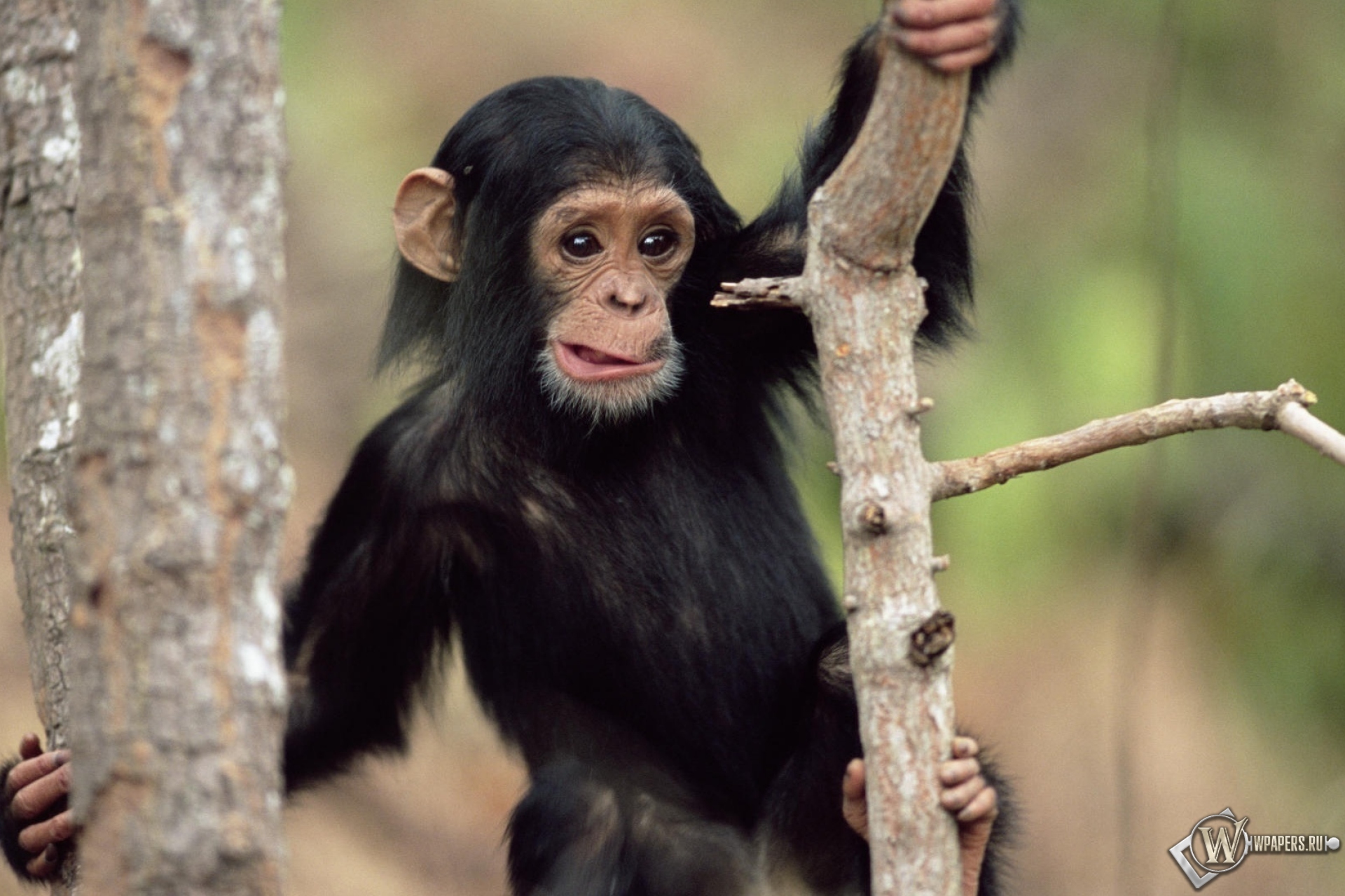 Приматы шимпанзе. Обезьяна. Шимпанзе. Обезбян. Красивая обезьянка.
