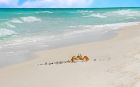 Обои Краб на берегу: Песок, Море, Краб, Животные