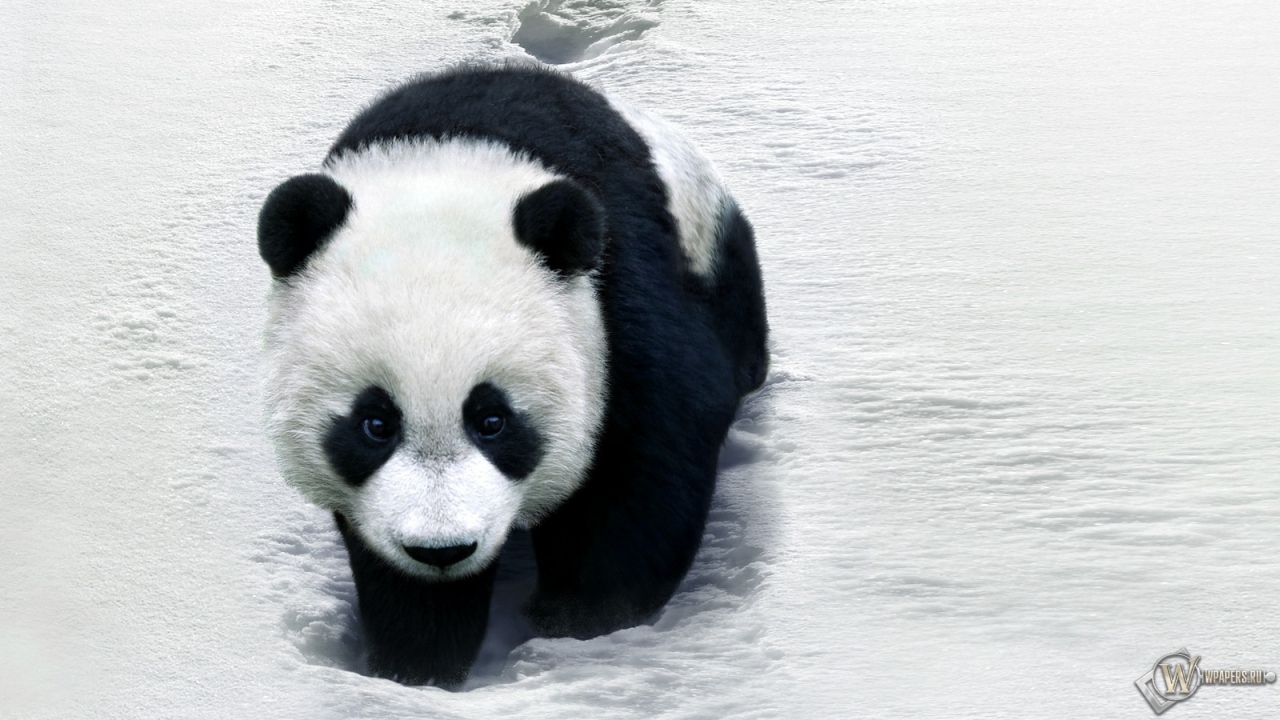 Панда на снегу 1280x720