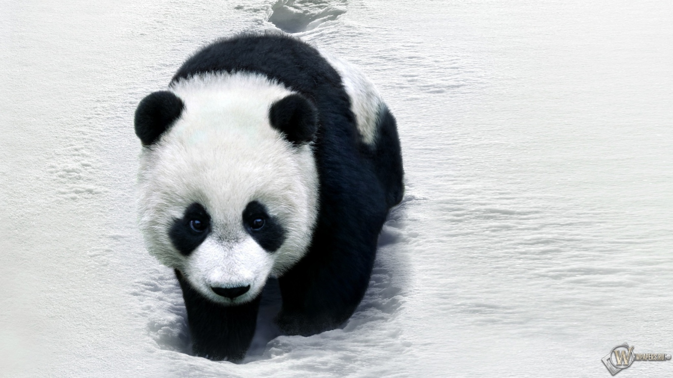 Панда на снегу 1366x768