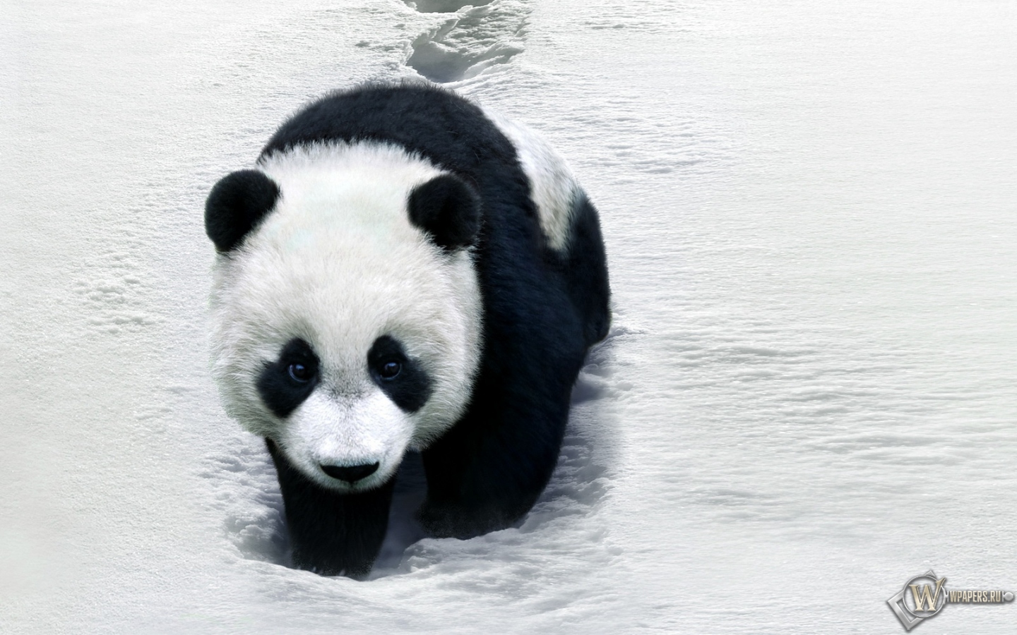 Панда на снегу 1440x900