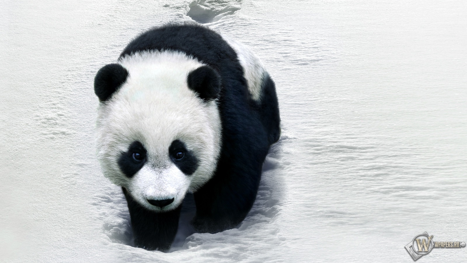 Панда на снегу 1600x900