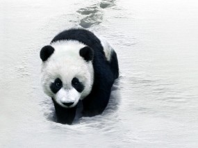 Обои Панда на снегу: Снег, Панда, Животные