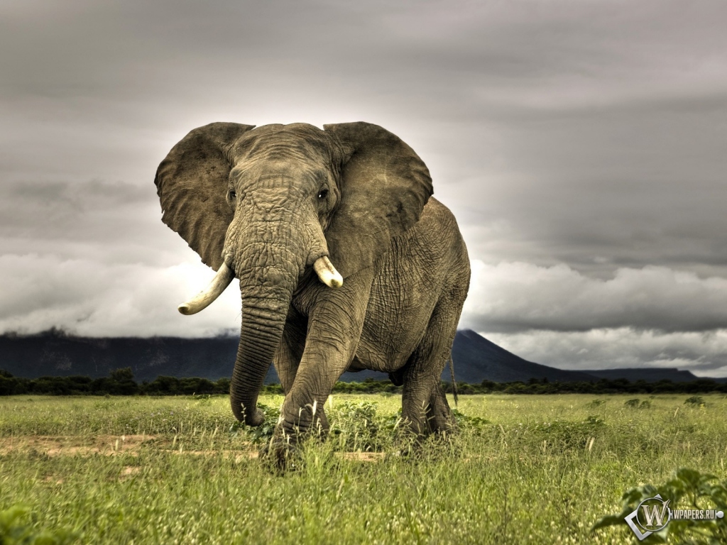 Индийский слон 1024x768