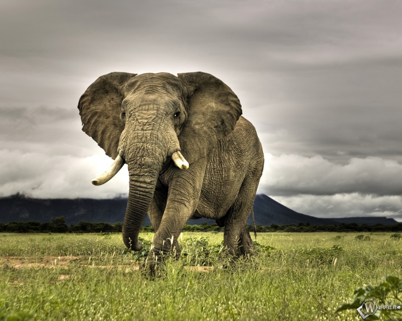 Индийский слон 1280x1024