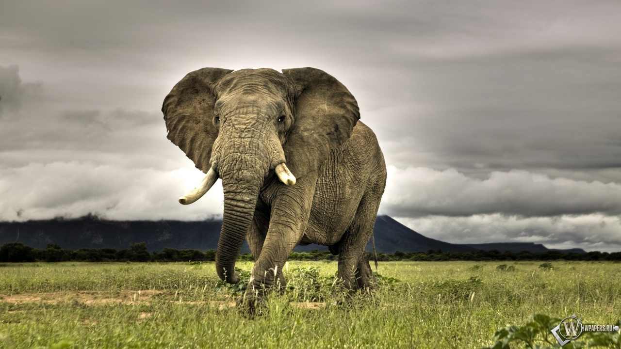 Индийский слон 1280x720