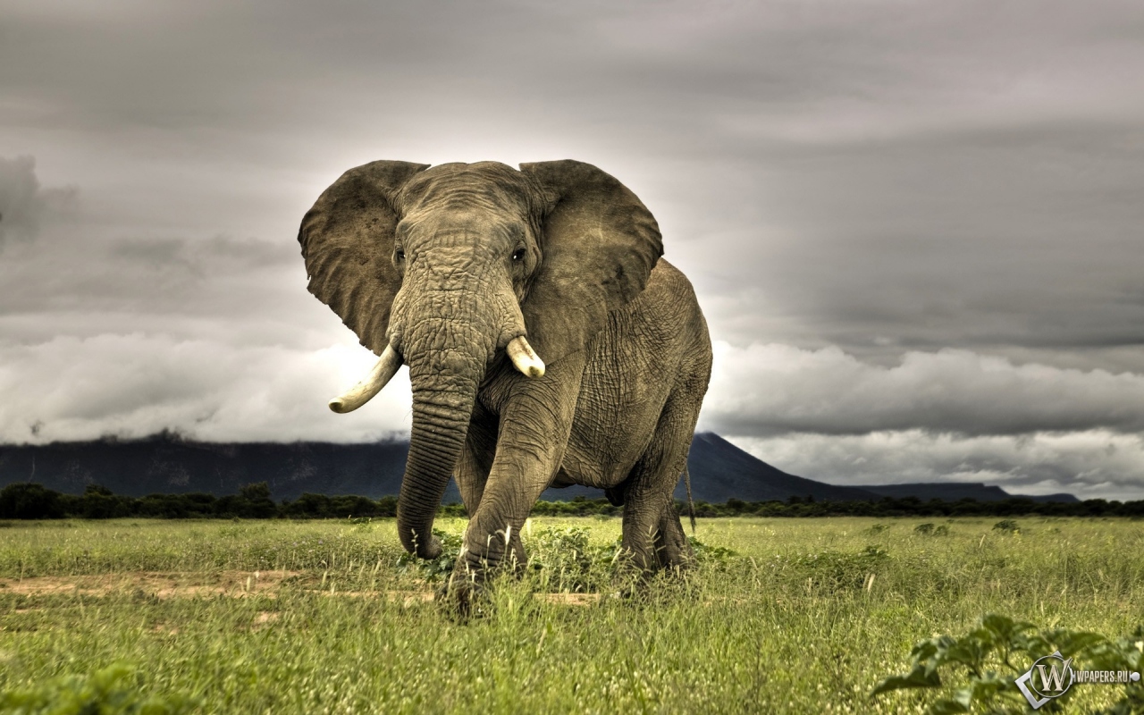 Индийский слон 1280x800
