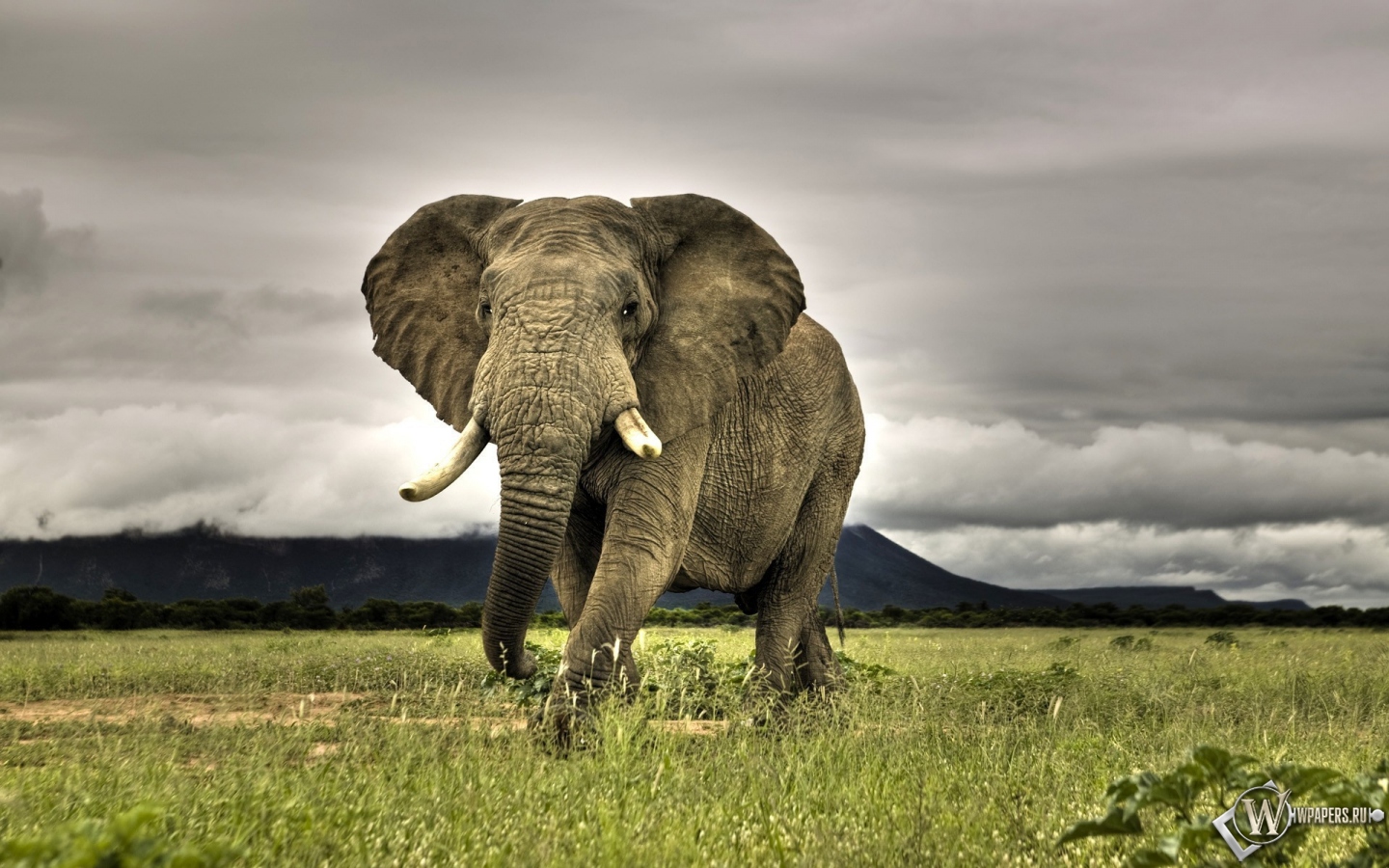 Индийский слон 1440x900