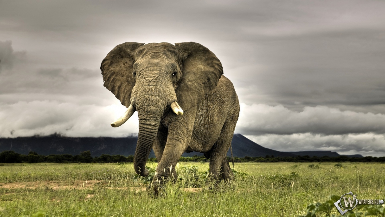 Индийский слон 1600x900
