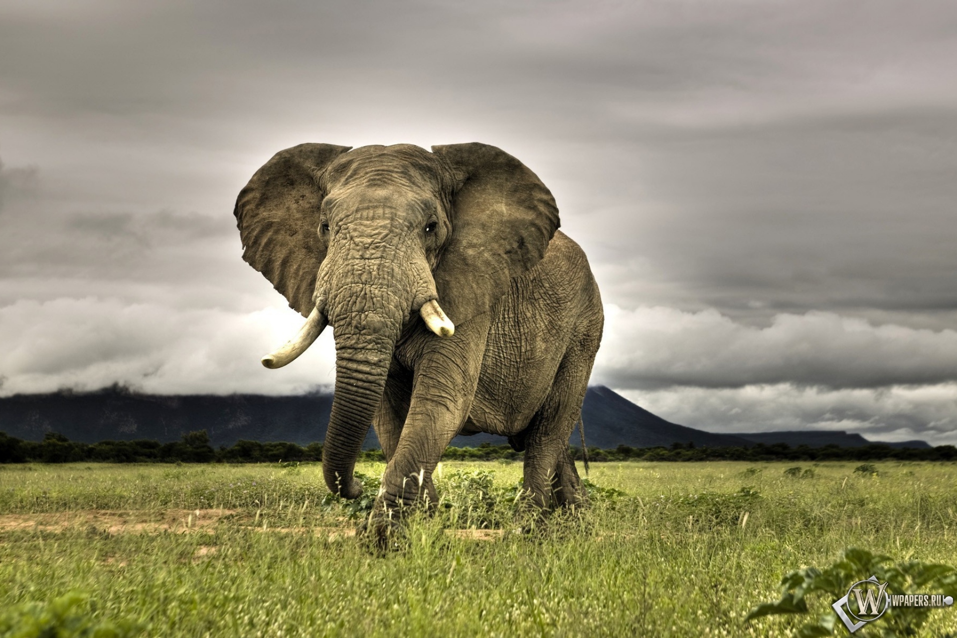Индийский слон 1920x1280