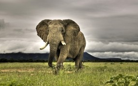 Обои Индийский слон: Трава, Небо, Слон, Животные