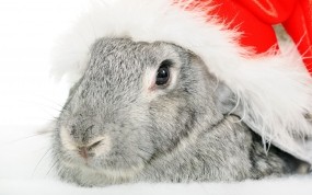Обои Новогодний кролик: Праздник, Шляпа, Кролик, Животные