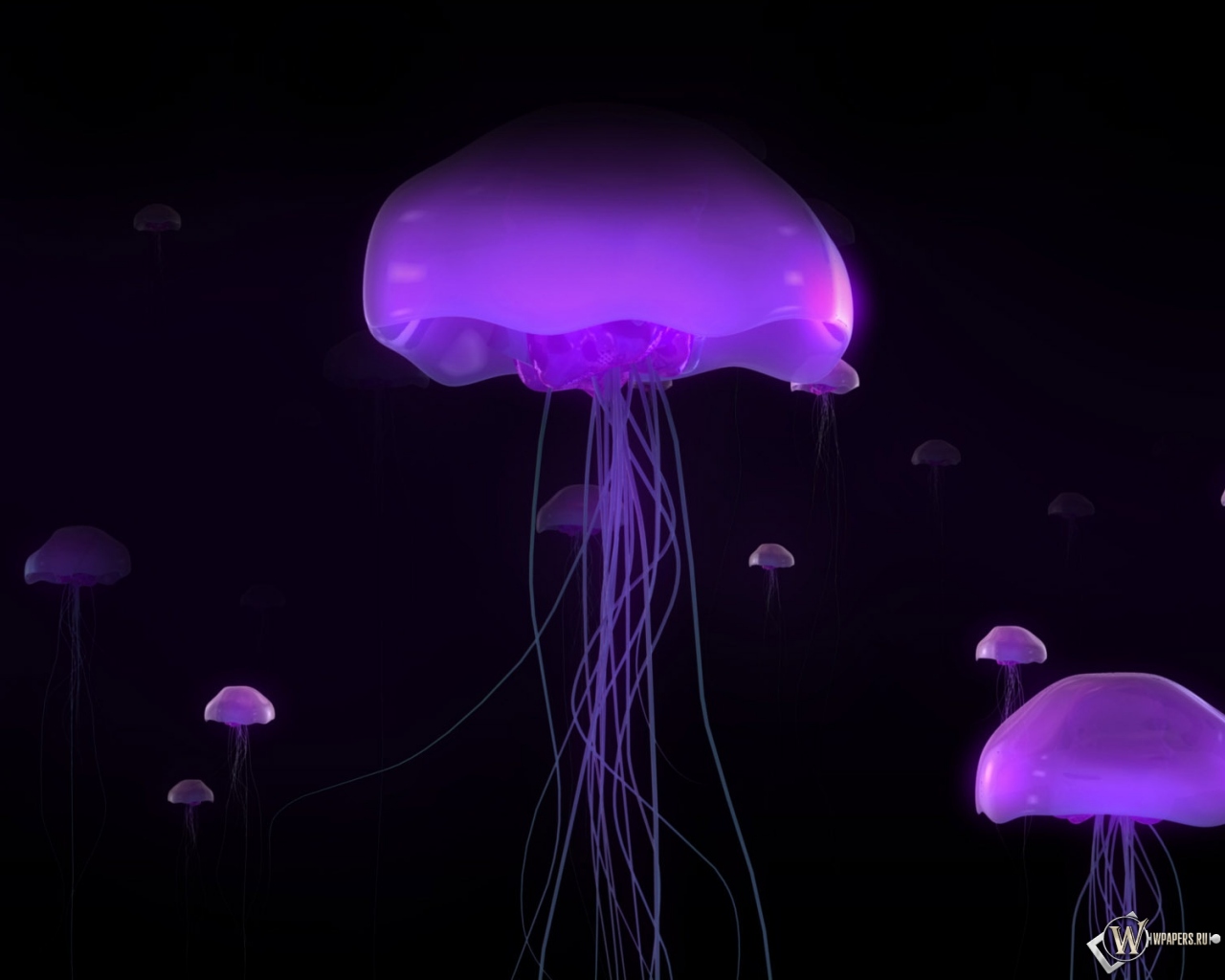 Фиолетовые медузы 1280x1024