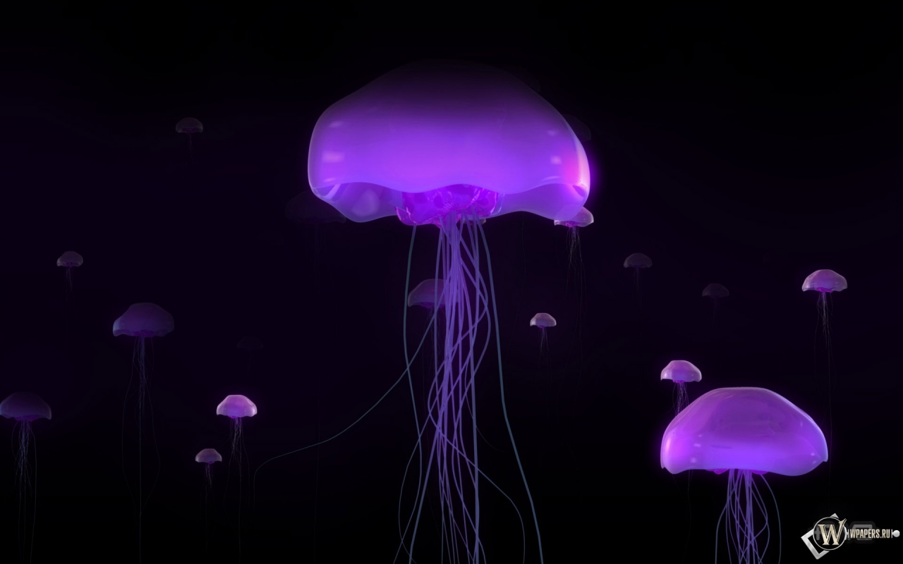 Фиолетовые медузы 1280x800