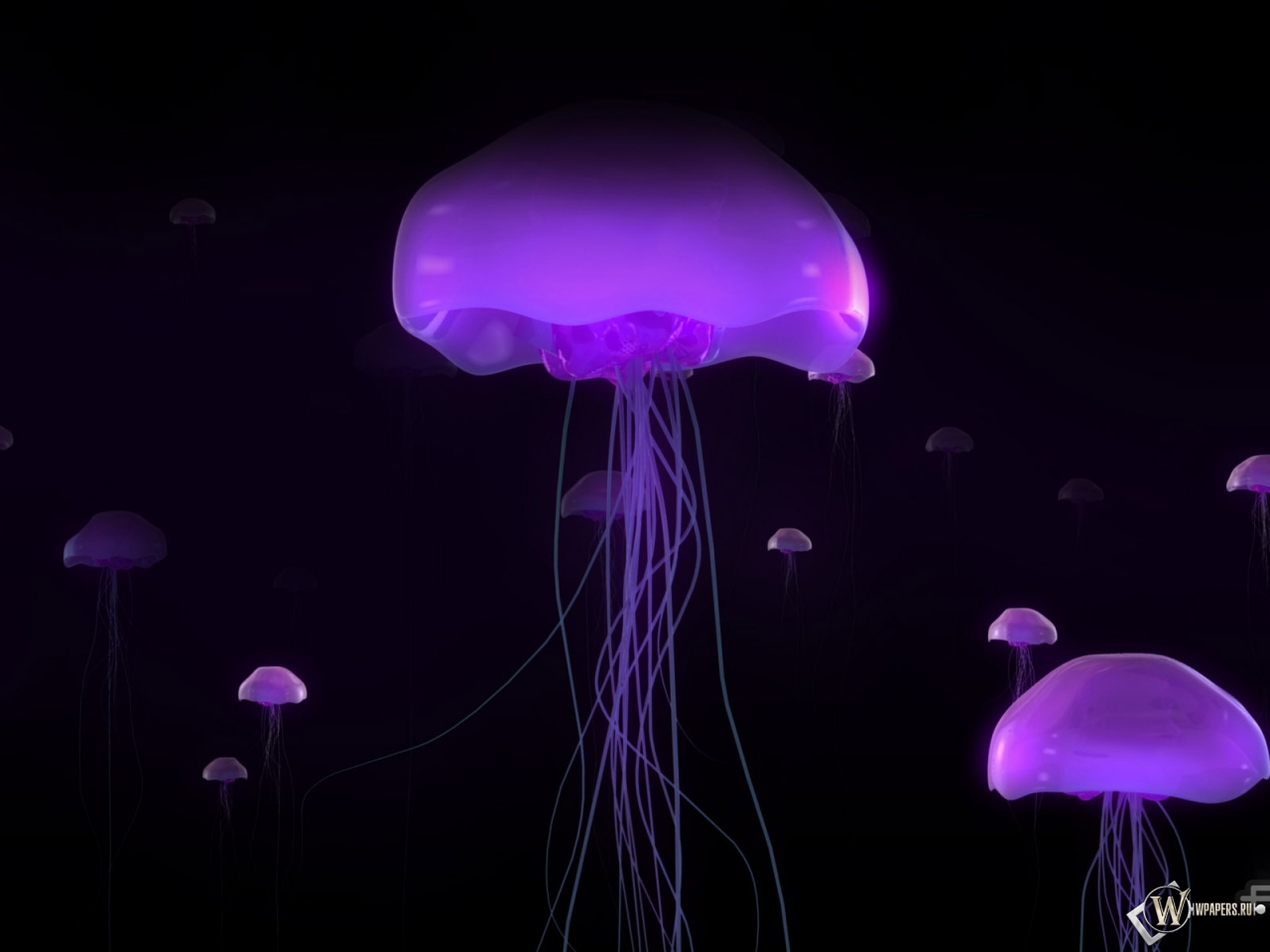 Фиолетовые медузы 1280x960