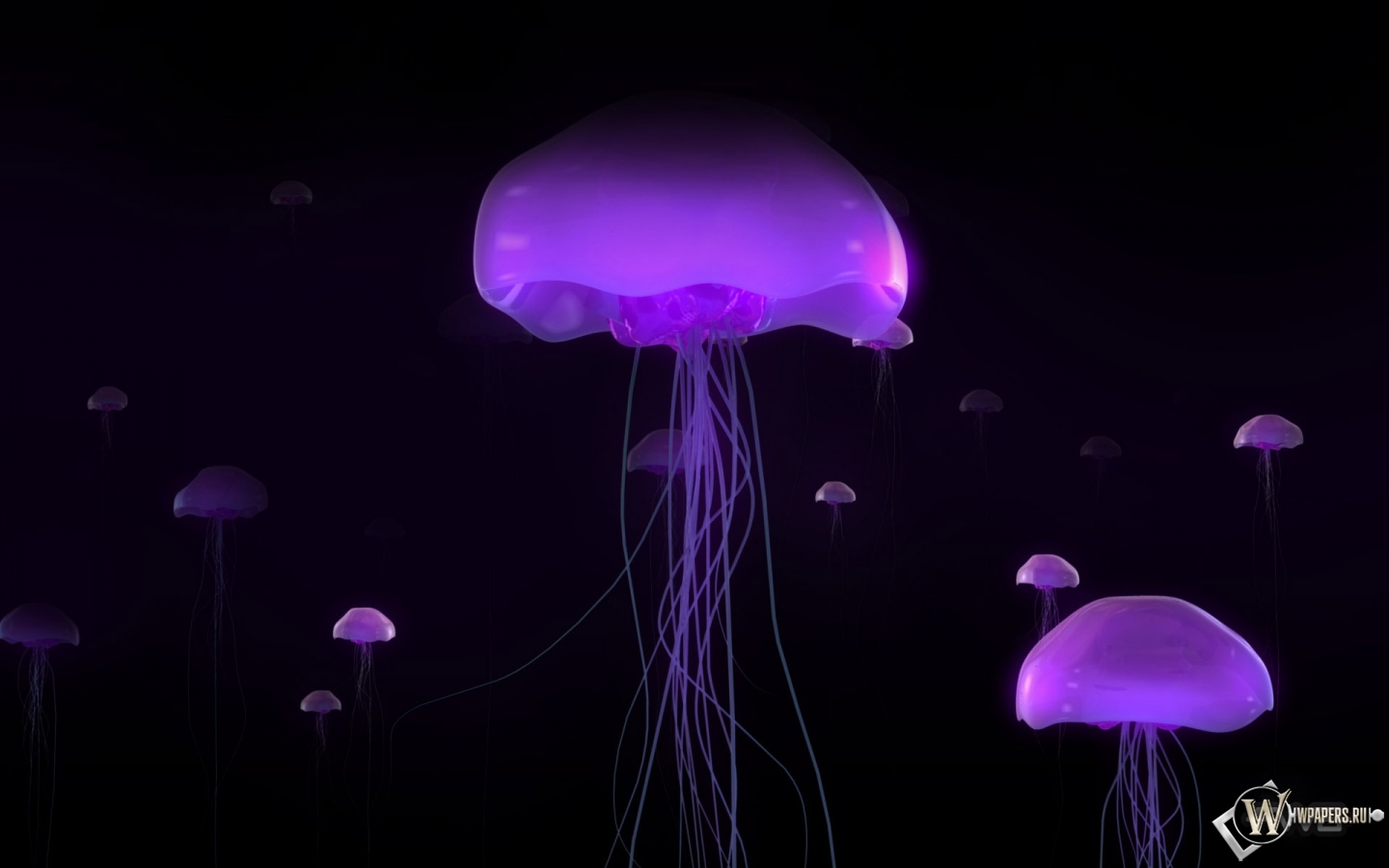 Фиолетовые медузы 1440x900