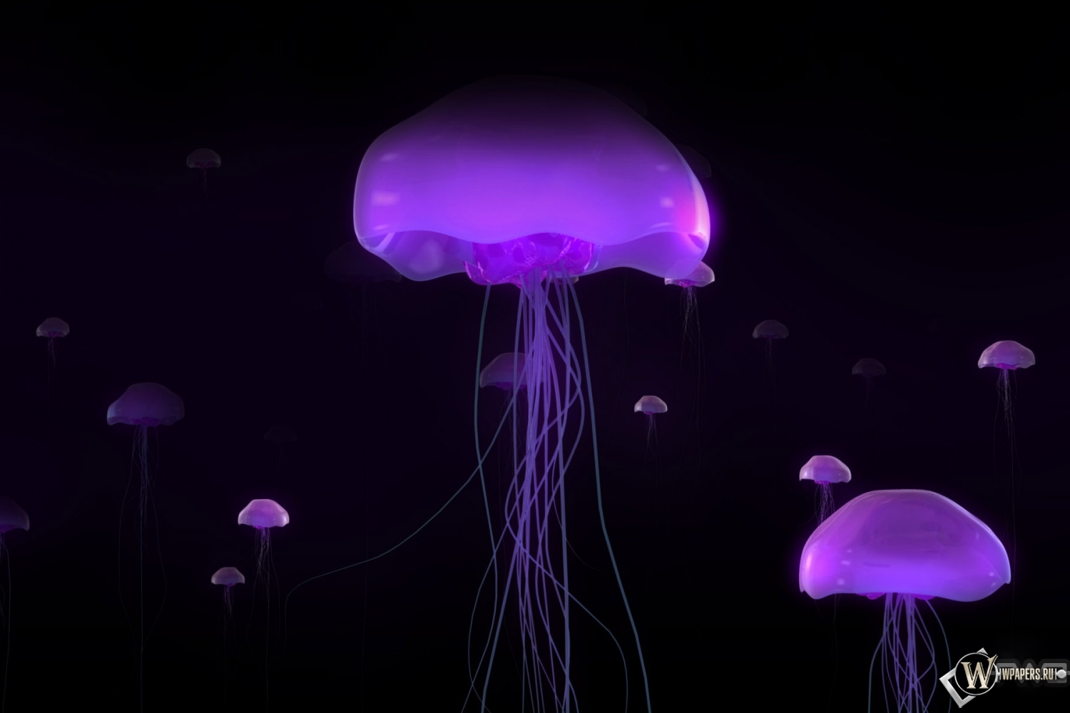 Фиолетовые медузы 1500x1000