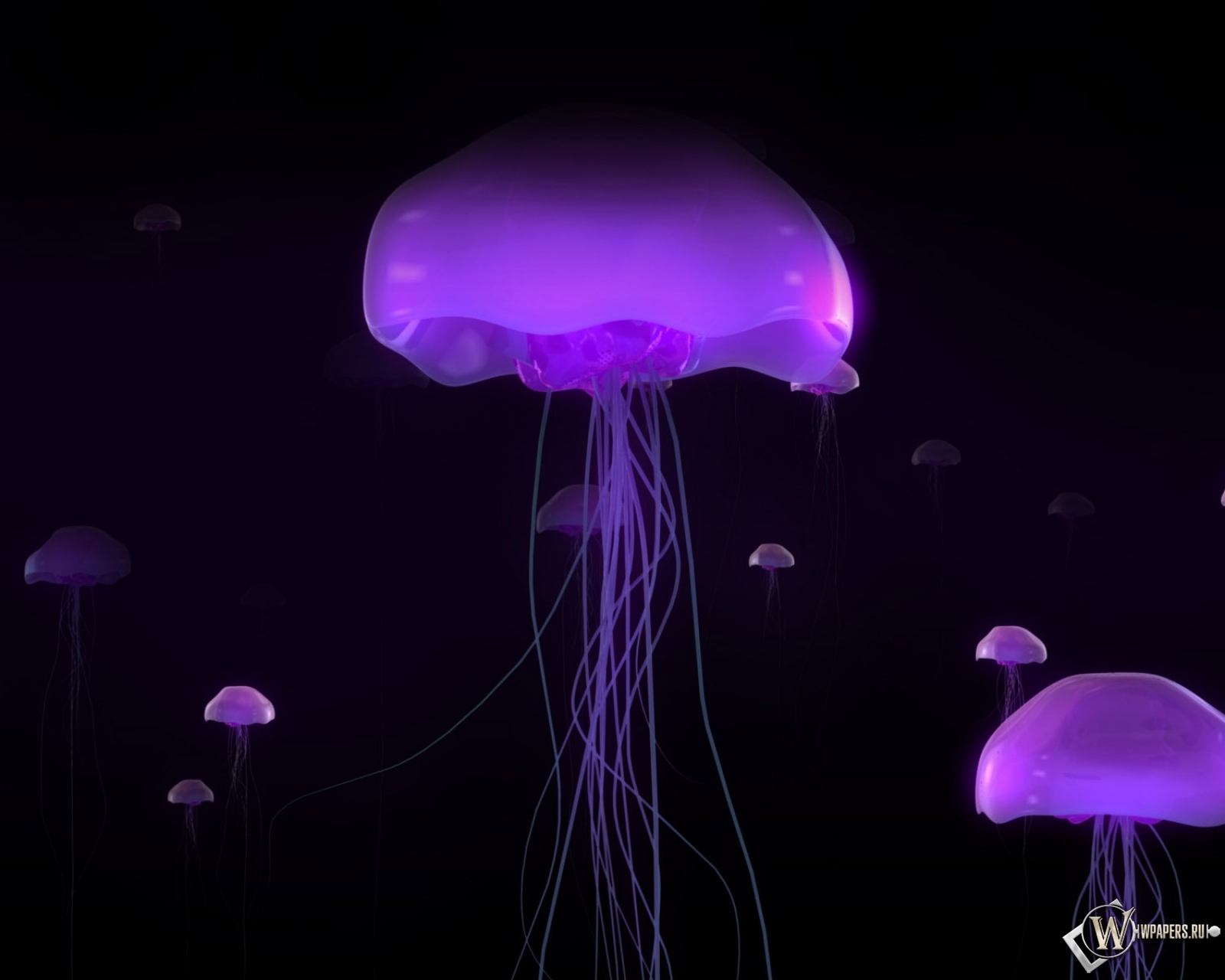 Фиолетовые медузы 1600x1280