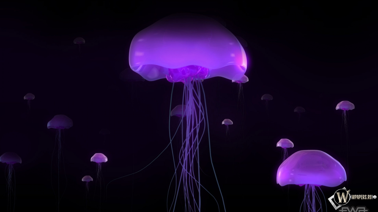 Фиолетовые медузы 1600x900