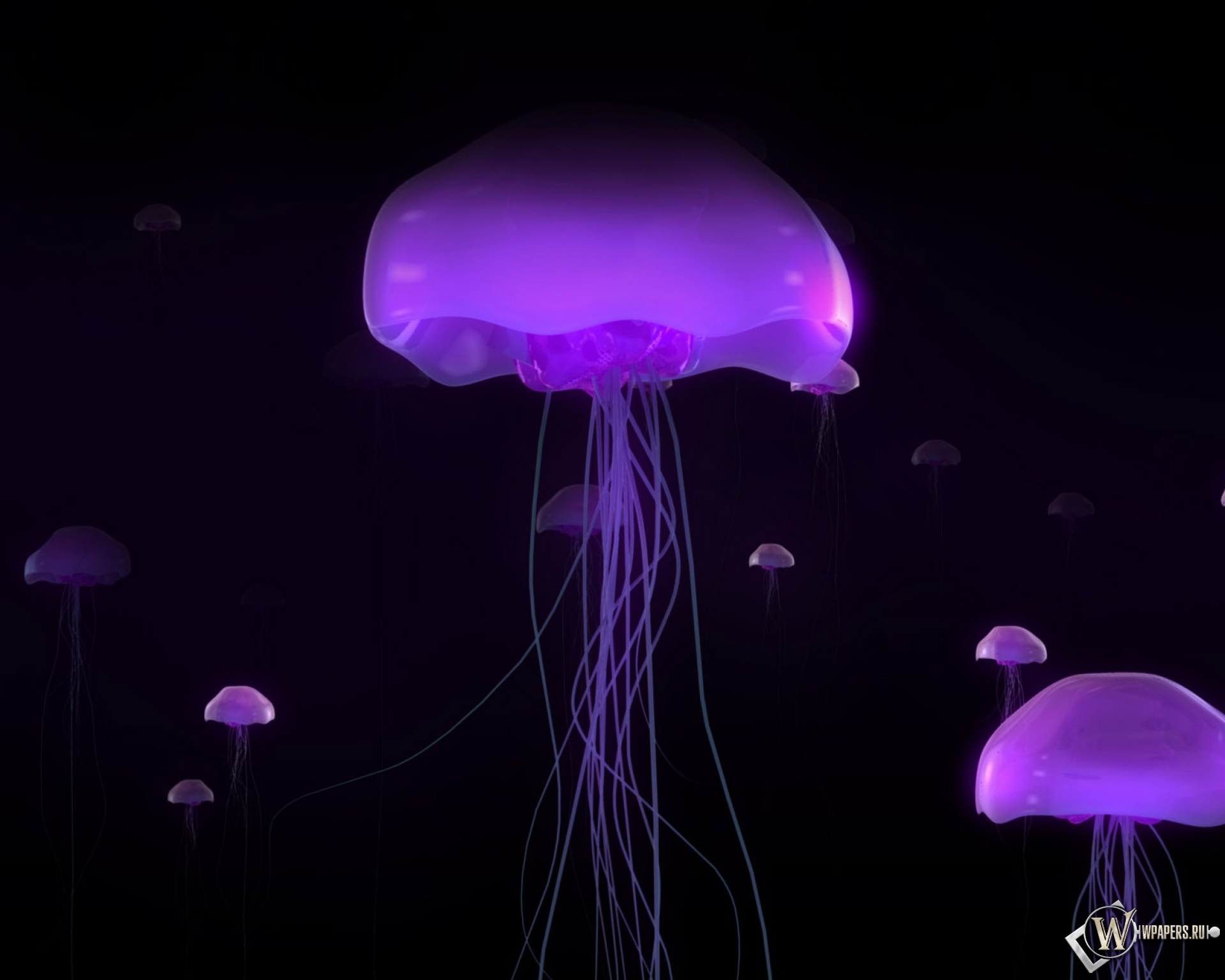 Фиолетовые медузы 1920x1536