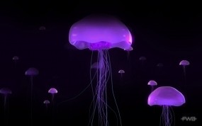 Обои Фиолетовые медузы: Свечение, Фиолетовый, Медуза, Животные