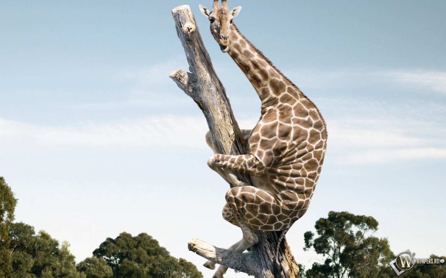 Жираф на дереве 1440x900