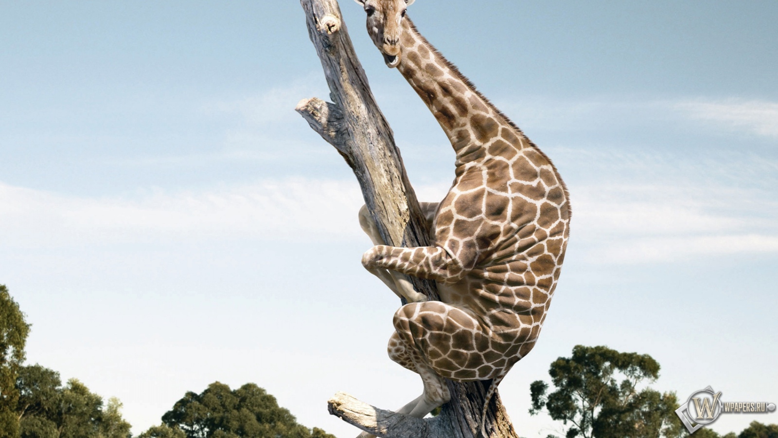Жираф на дереве 1600x900