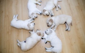 Обои Спящие лабрадоры: Щенок, Лабрадор, Собака, Животные