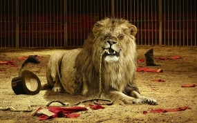 Обои Голодный лев: Лев, Злость, Кнут, Животные
