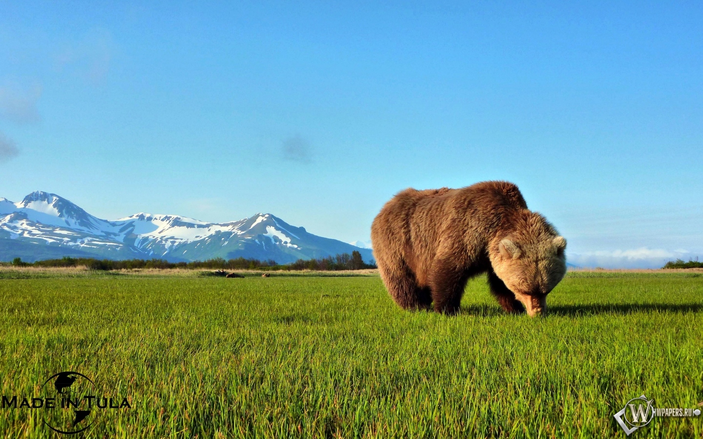Бурый медведь 1440x900