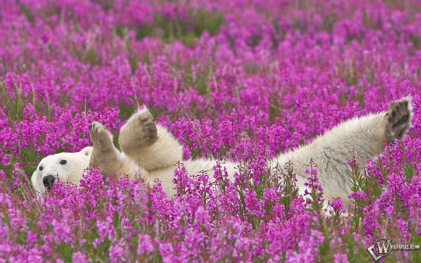 Полярный медведь в цветах 1440x900