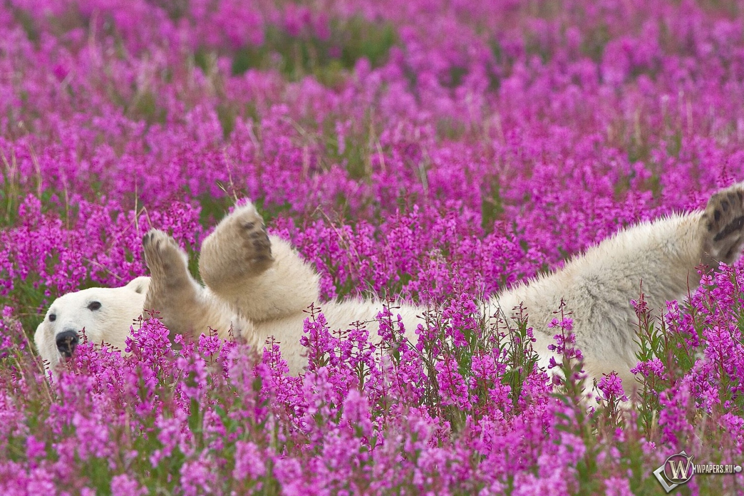 Полярный медведь в цветах 1500x1000