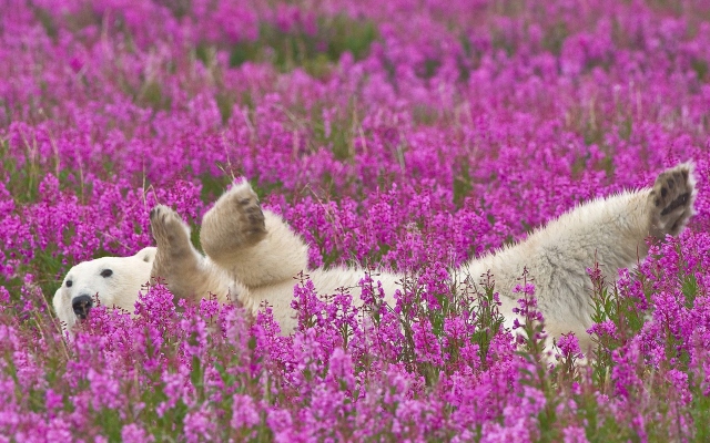 Полярный медведь в цветах