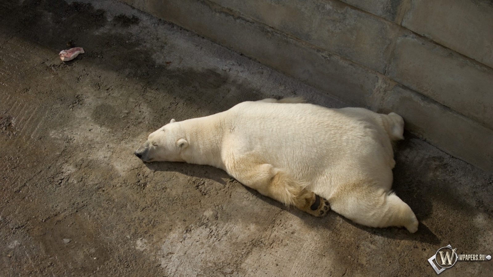 Белый медведь на отдыхе 1600x900