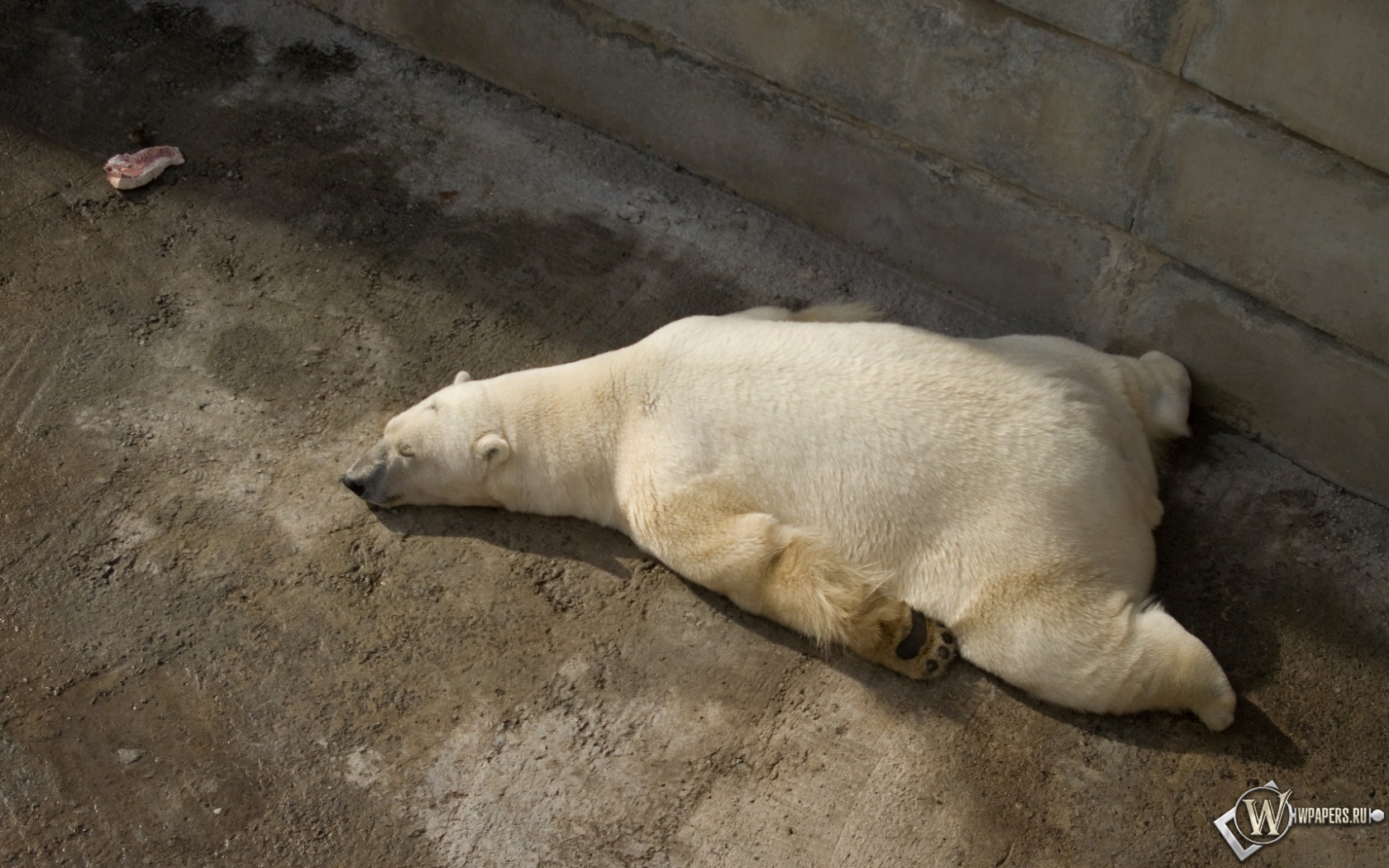 Белый медведь на отдыхе 1680x1050