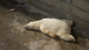 Белый медведь на отдыхе