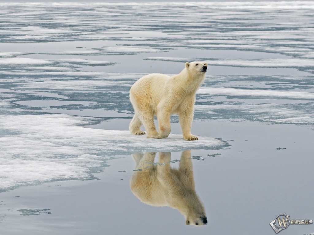 Белый медведь на льдине Свальбард Норвегия 1024x768