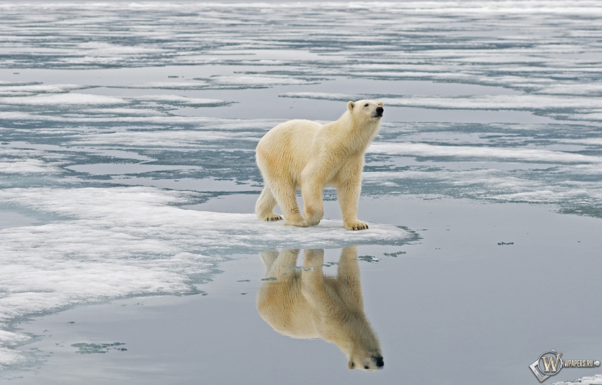 Белый медведь на льдине Свальбард Норвегия 1200x768