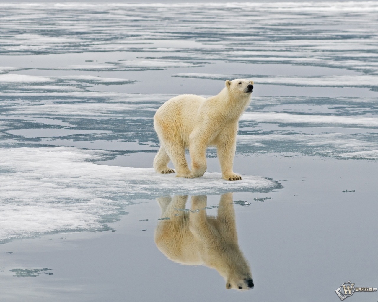 Белый медведь на льдине Свальбард Норвегия 1280x1024