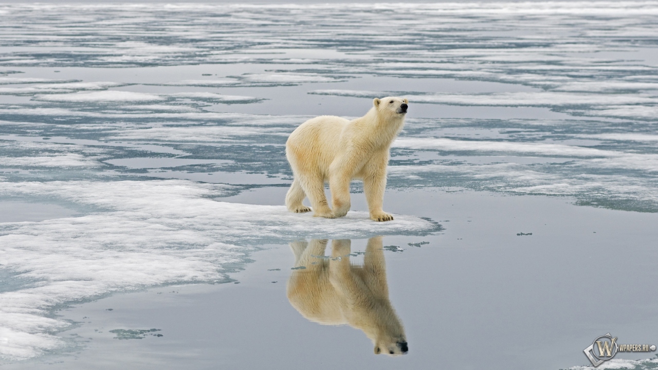 Белый медведь на льдине Свальбард Норвегия 1280x720
