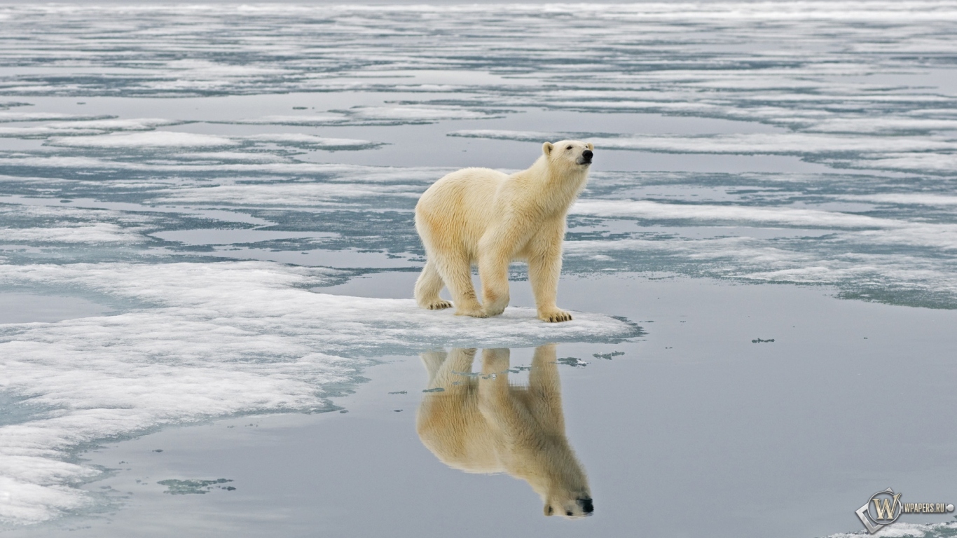 Белый медведь на льдине Свальбард Норвегия 1366x768