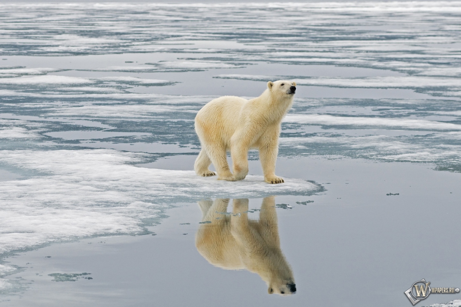 Белый медведь на льдине Свальбард Норвегия 1500x1000