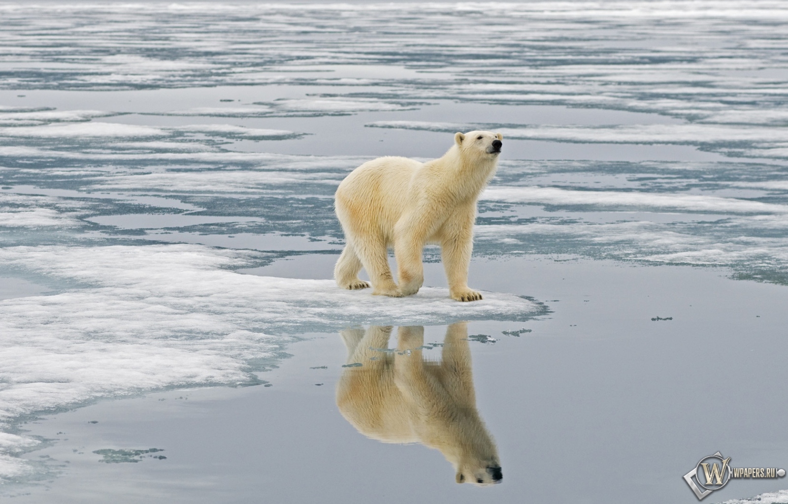 Белый медведь на льдине Свальбард Норвегия 1600x1024