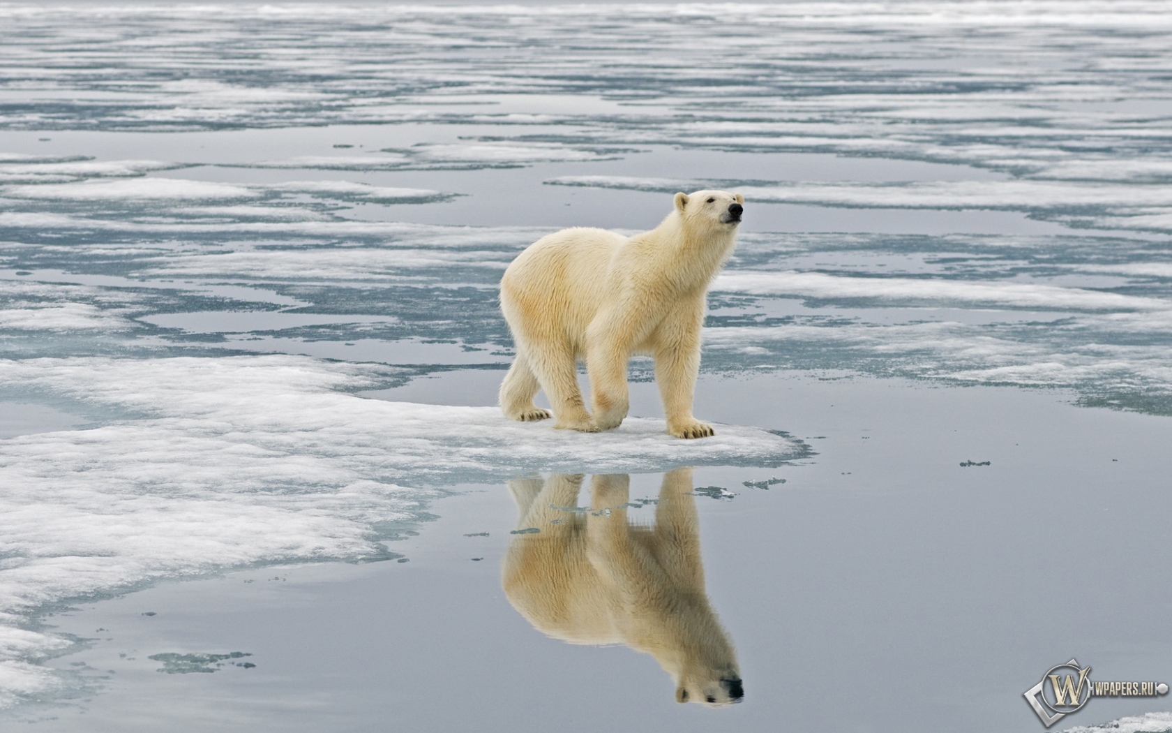 Белый медведь на льдине Свальбард Норвегия 1680x1050